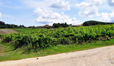 Vigna Campo del Guardiano - Palazzone