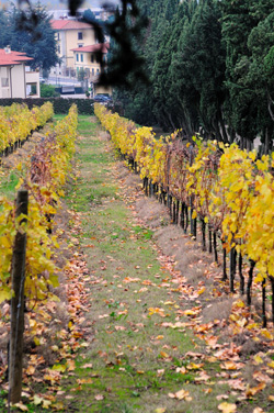 Vigneto di fronte a Villa Poggio Reale - Rufina