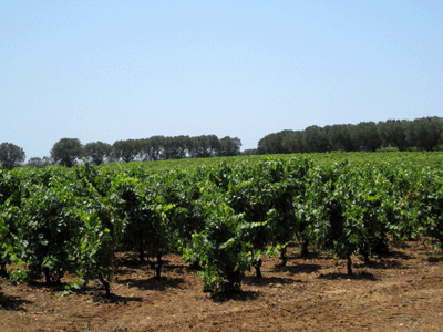 Vigna della Masseria Li Veli