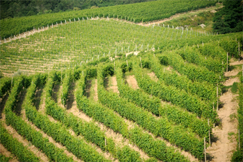 Vigneti a Gattinara, azienda Travaglini