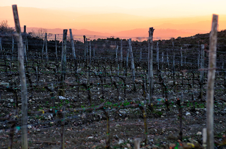 Tramonto sulle vigne