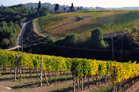 I vigneti di Podere Sanlorenzo