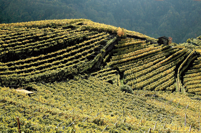 Vigneti di Muller Thurgau, foto di Giorgio Def