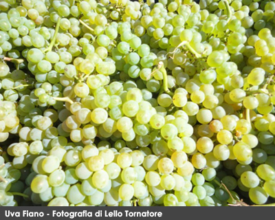 Uva fiano, fotografia di Lello Tornatore