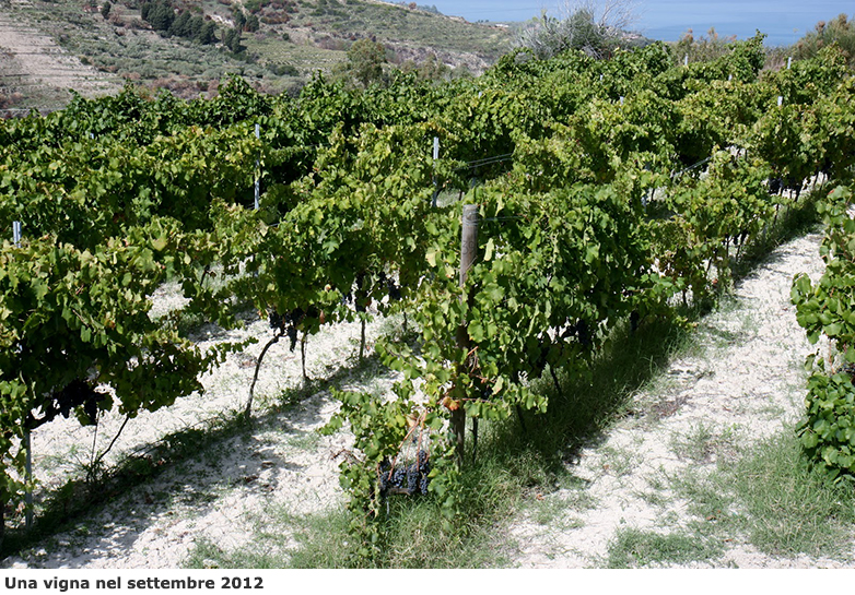 Vigna nel 2012 pronta per la vendemmia