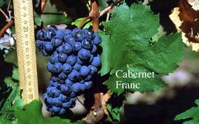 Cabernet Franc in Ungheria