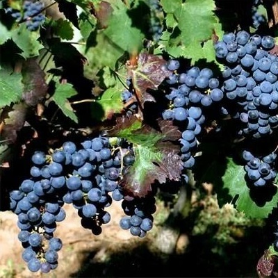 Cabernet Franc Monte Eged