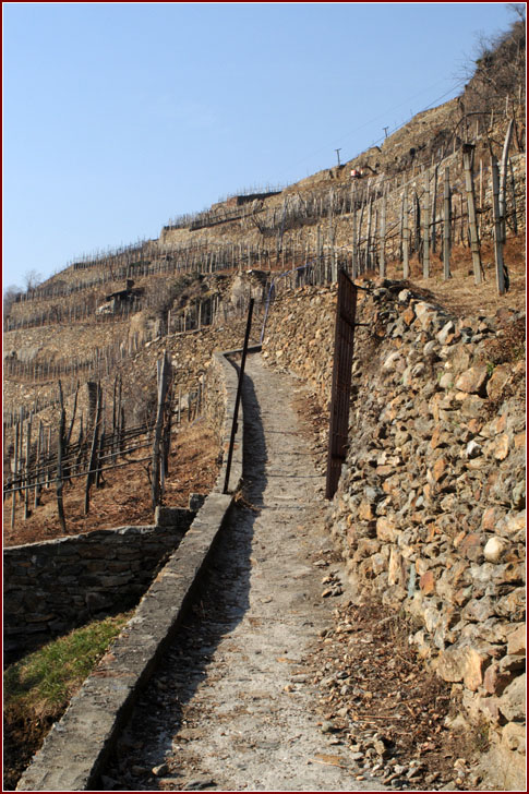 Vigne azienda Leusciatti