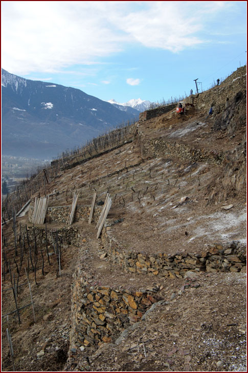 Vigneto azienda Arpepe