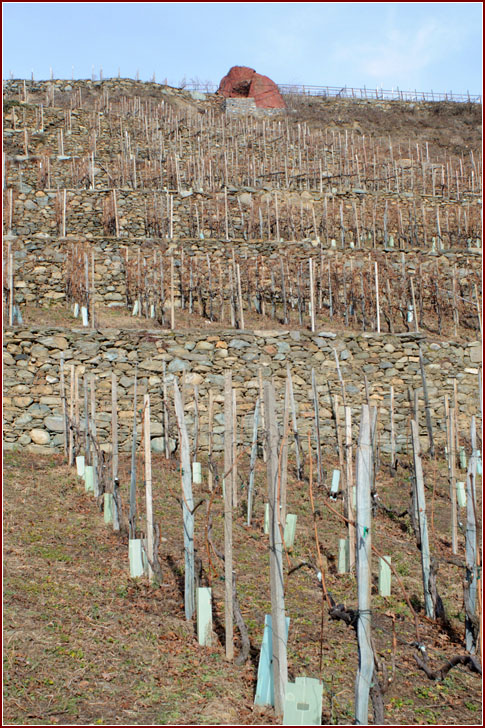 Il vigneto dove nasce il Rocce Rosse