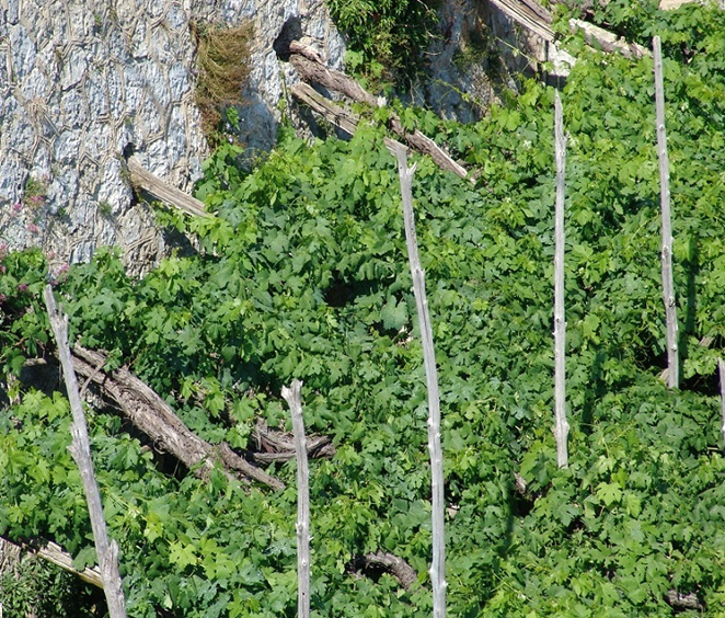 la vegetazione