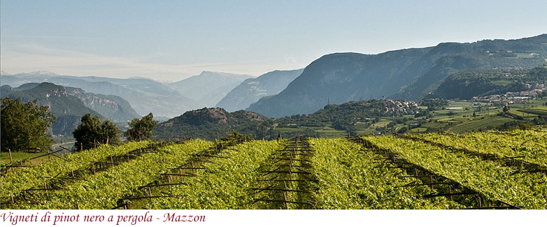 Pergola sui vigneti di Mazzon