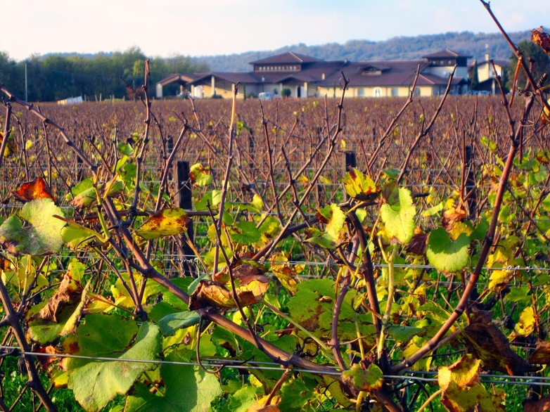 Vigneti e cantina in lontananza - Vie di Romans