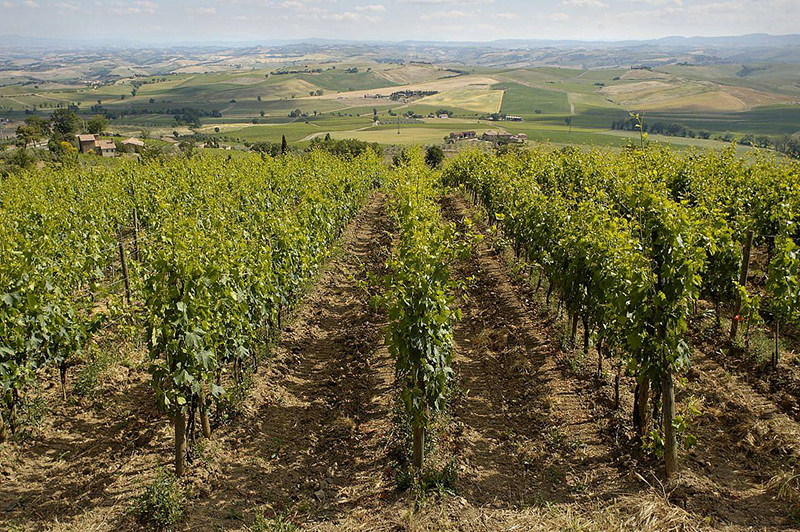 Vigneto azienda Pietroso