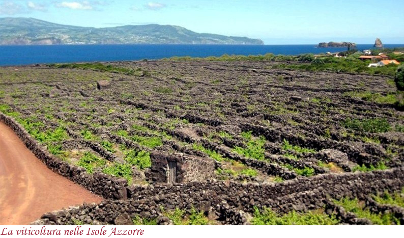 La viticoltura nelle isole Azzorre