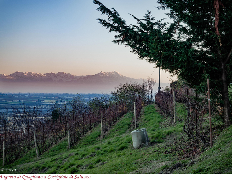 Vigneto di Quagliano a Costigliole di Saluzzo