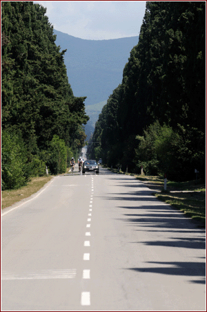 Viale dei Cipressi a Bolgheri