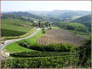 Vigneti a Barbaresco