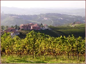 Altri vigneti a Barbaresco