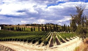 Quanto Costa Il Capitone.Marco Capitoni Di Pienza E I Suoi Tre Orcia Doc Lavinium