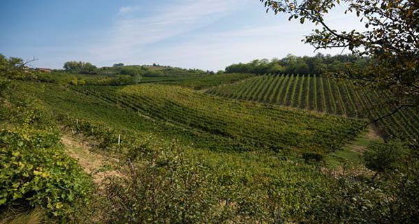 Vigneto azienda Stefano Milanesi