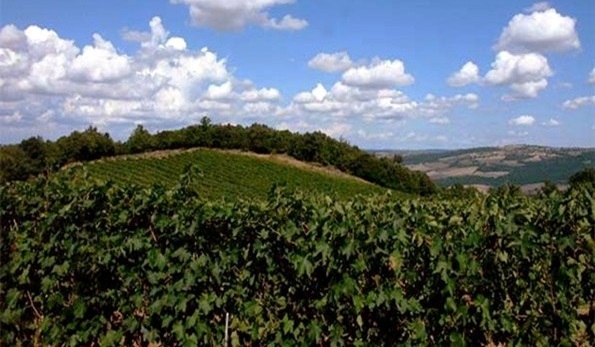 Vigneti Campi di Fonterenza Montalcino