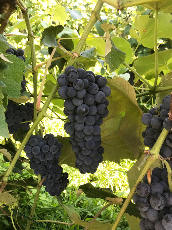 Sangue Di Lupo Un Liquore D Uva Fragola Che Sa Di Alto Piemonte Lavinium