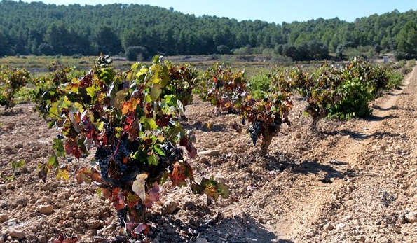 Vigneti azienda Vegalfaro