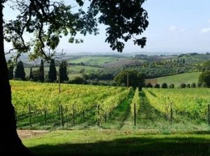 Altri vigneti di Fattoria del Colle