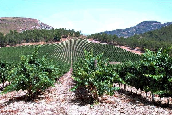 vigneti Cantine Ermes