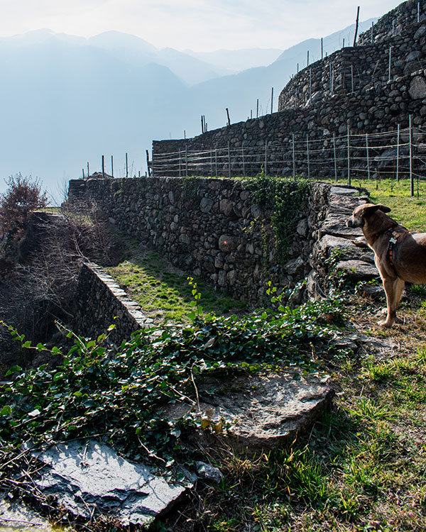 Adotta un cane - Comune di Fiano Romano