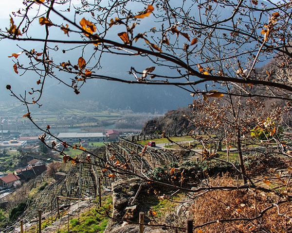 vigneto azienda Chiussuma