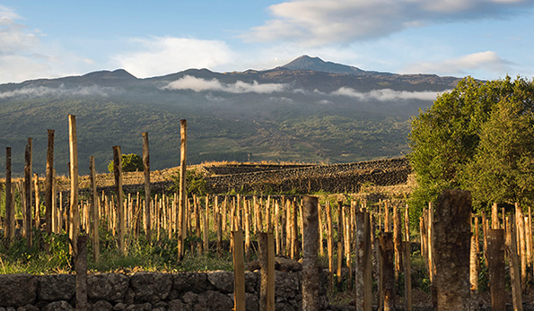 Vigneti e muretti sull'Etna