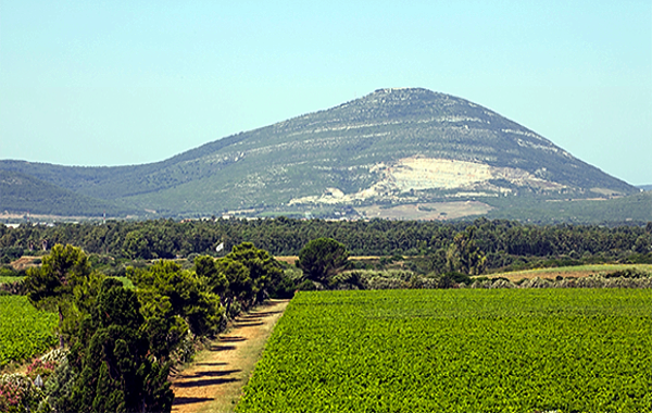 vigneto Sella & Mosca