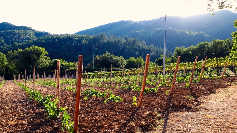 Una nuova vigna a ridosso dell'azienda