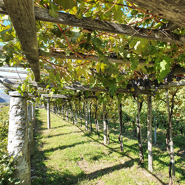 Vigna di CellaGrande a Carema