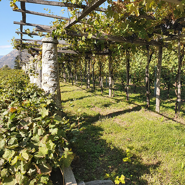 Vigna di CellaGrande a Carema