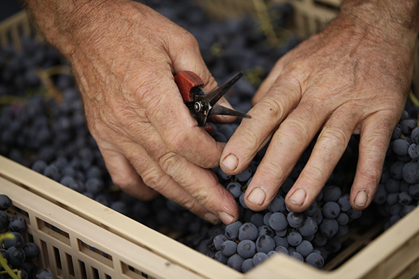 Uva in cassetta a Brigaldara