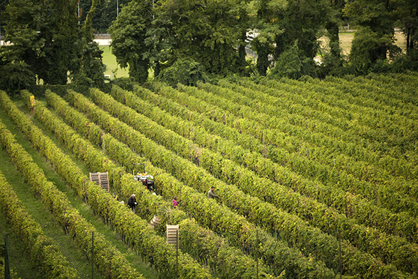 Vendemmia a Brigaldara