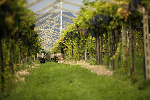 Vendemmia a Brigaldara