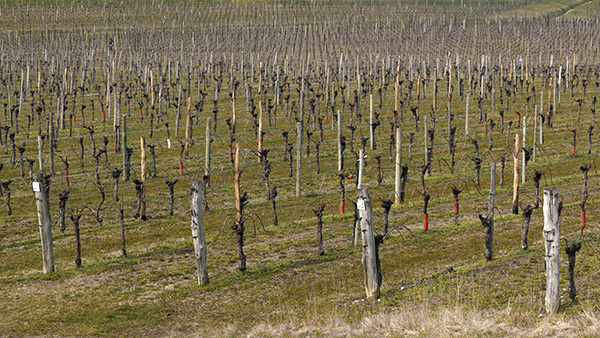 Vigneto azienda Moschioni