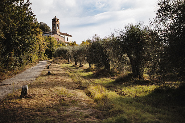 Villa Saletta gli ulivi