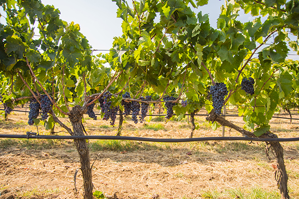 Nero d'Avola Vigna Nuova