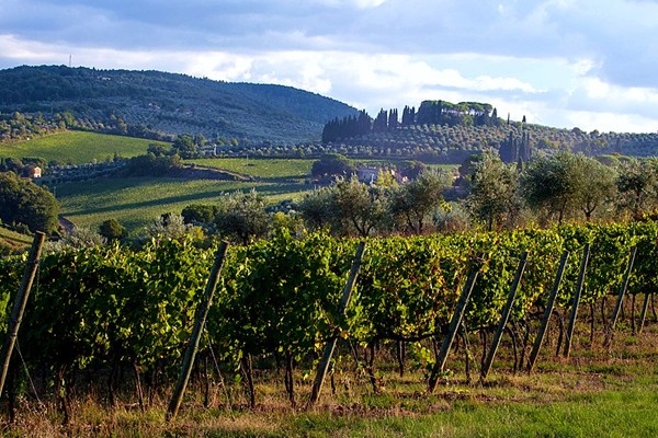 vigneti tenuta Pèppoli