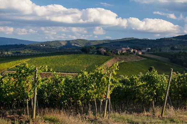 vigneti tenuta Pèppoli