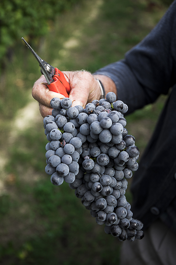 nebbiolo Albugnano