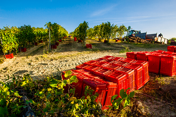 vendemmia Albugnano