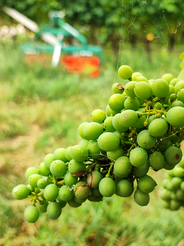 Grappolo di Gewürztraminer