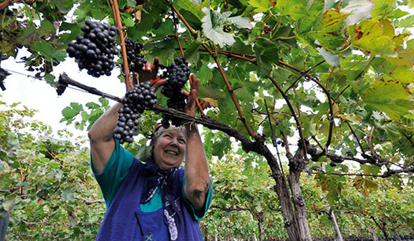 Andriano. Vendemmia