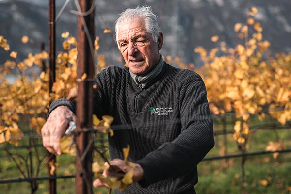 Francesco Moser in vigna